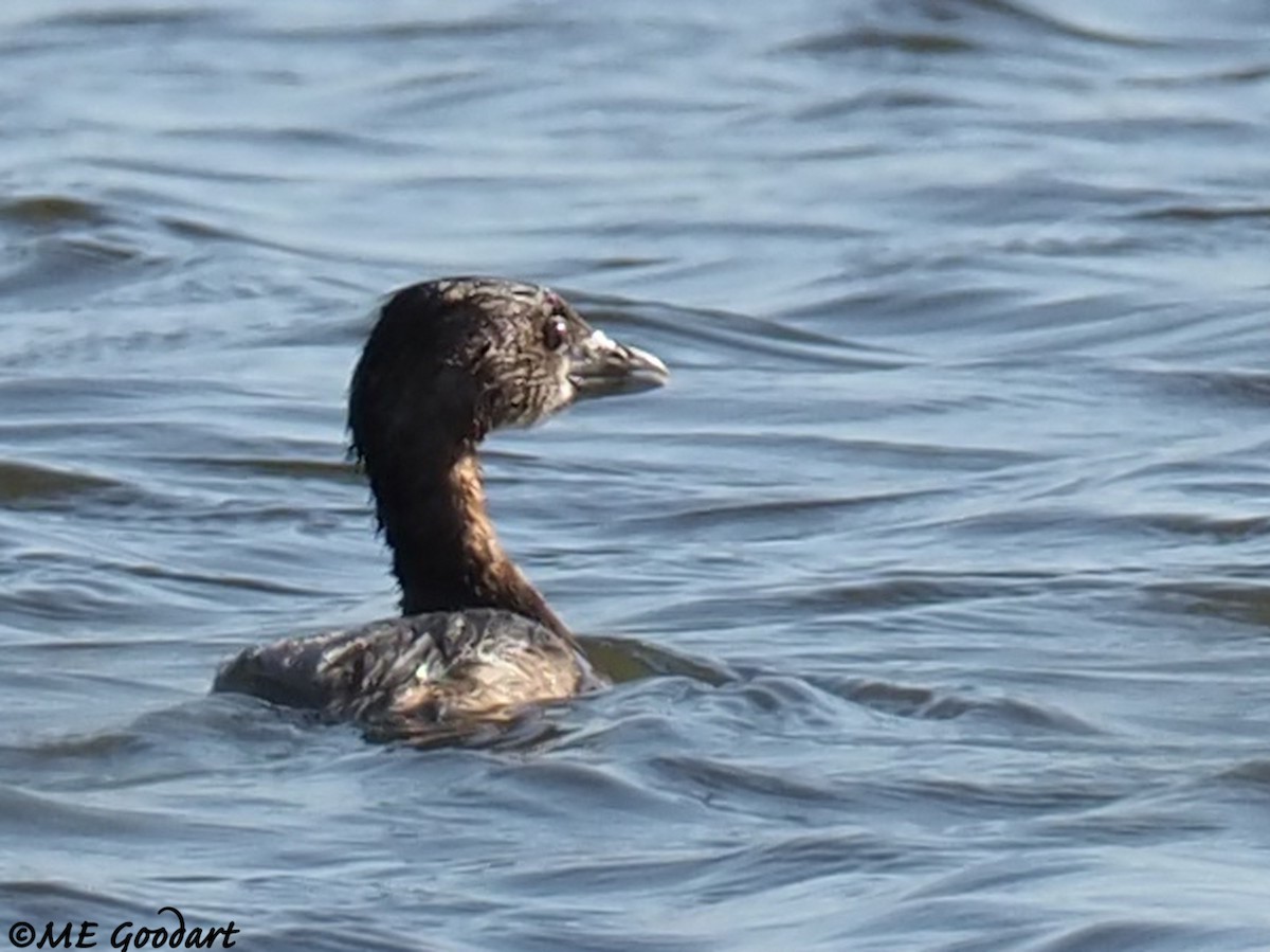 Least Grebe - ML220457841