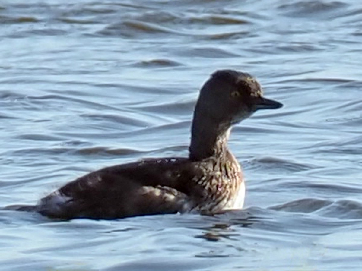 Least Grebe - ML220457851