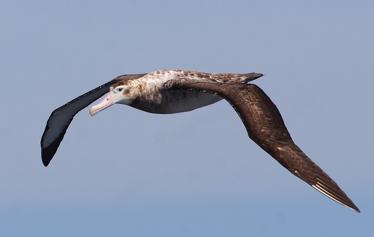 Albatros hurleur, A. de Tristan da Cunha ou A. des Antipodes - ML220461201