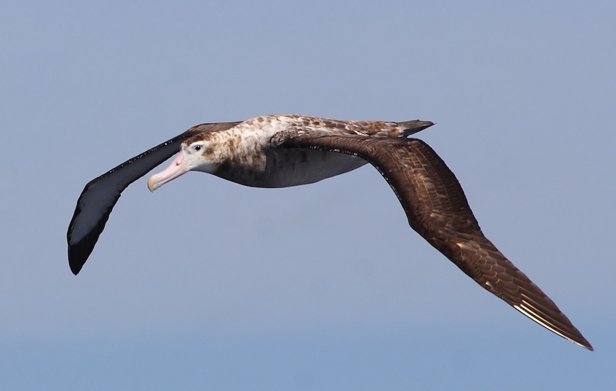 Snowy/Tristan/Antipodean Albatross - Pablo Andrés Cáceres Contreras