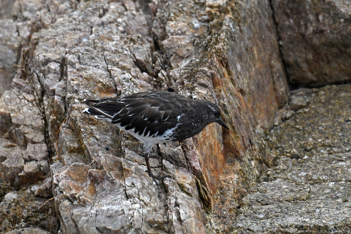 Black Turnstone - ML220462591