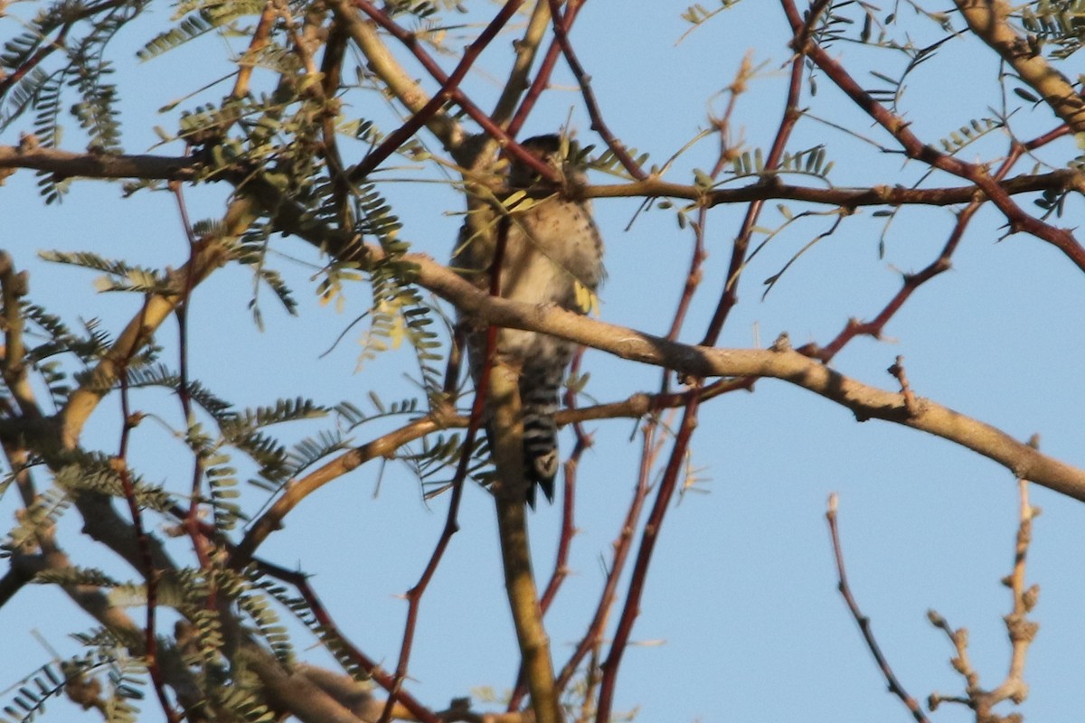 Ladder-backed Woodpecker - ML22046331