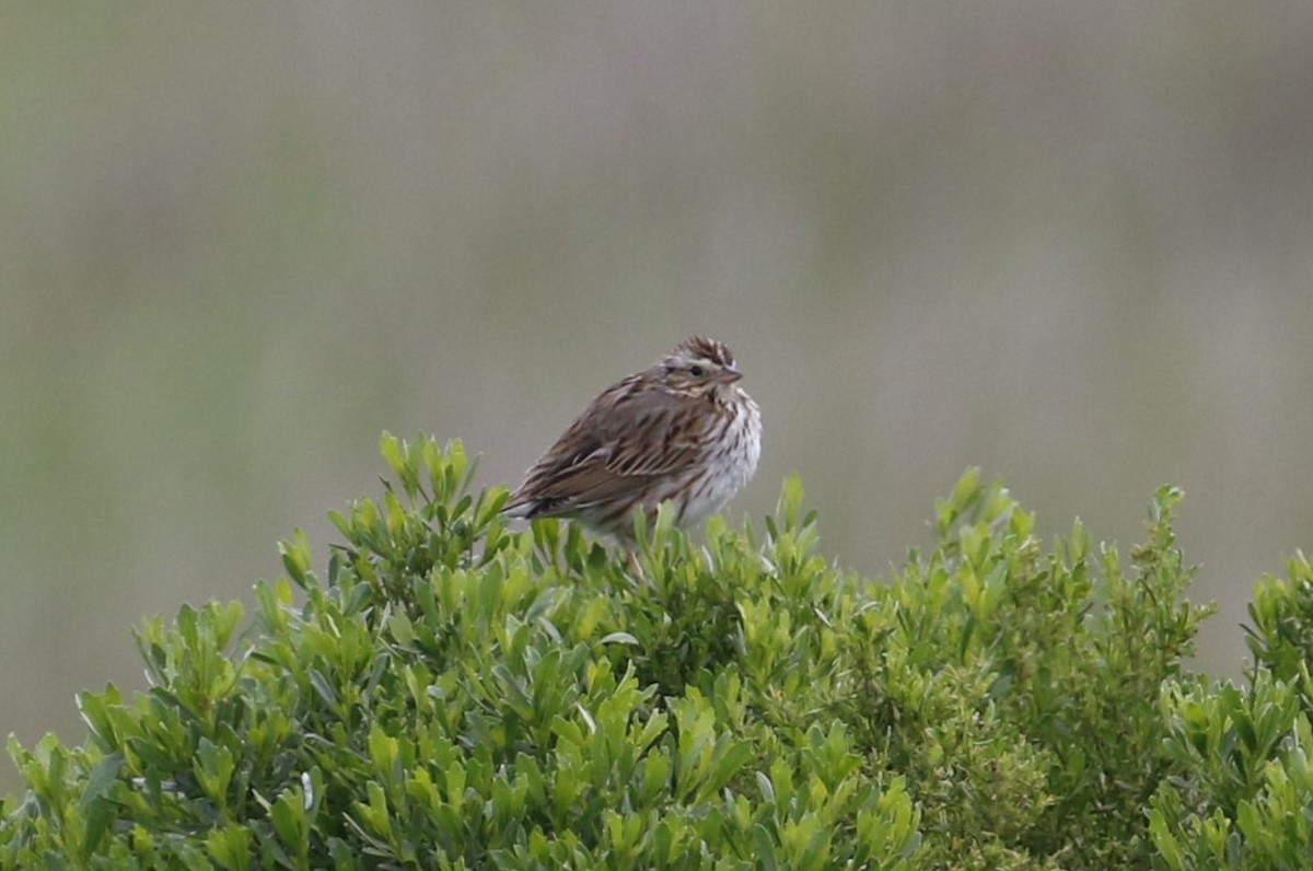 Savannah Sparrow - ML220464241