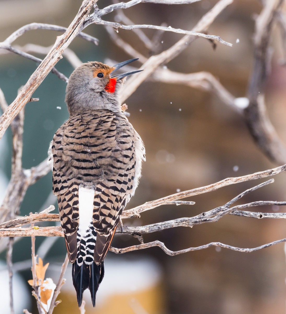 Northern Flicker - ML220465621