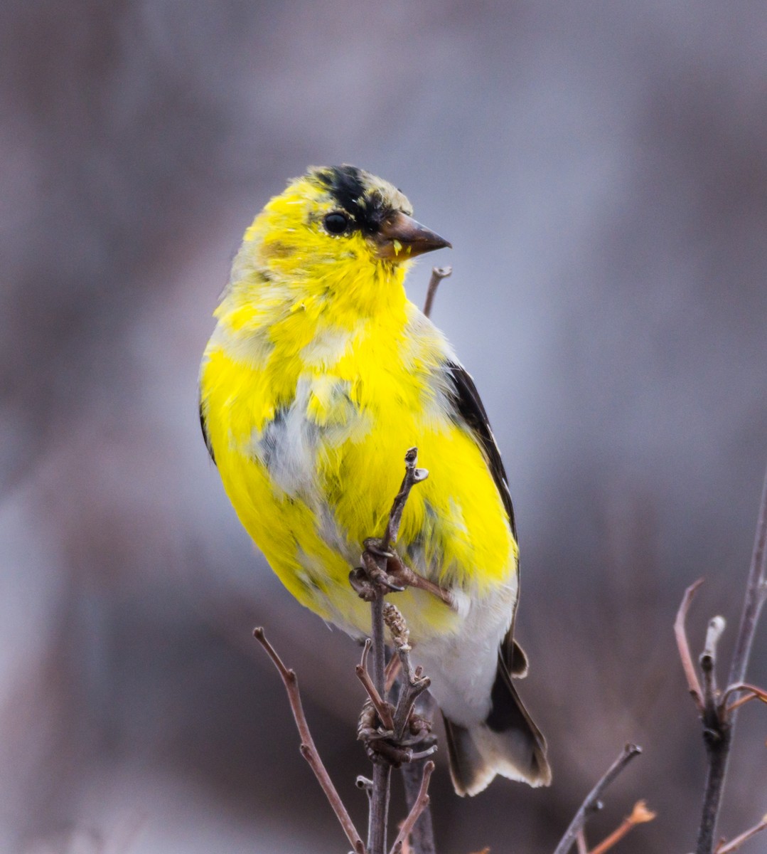 Chardonneret jaune - ML220466371