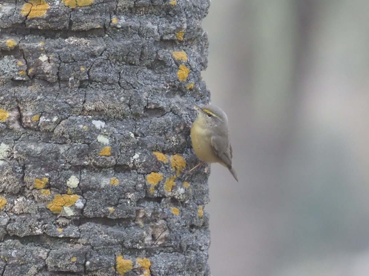 Sulphur-bellied Warbler - ML220466691