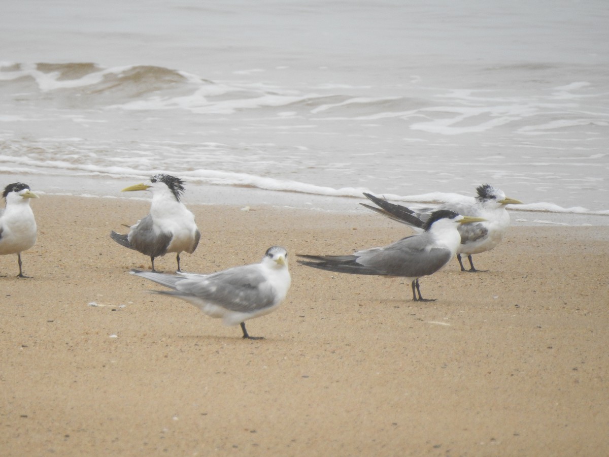Great Crested Tern - ML220467571