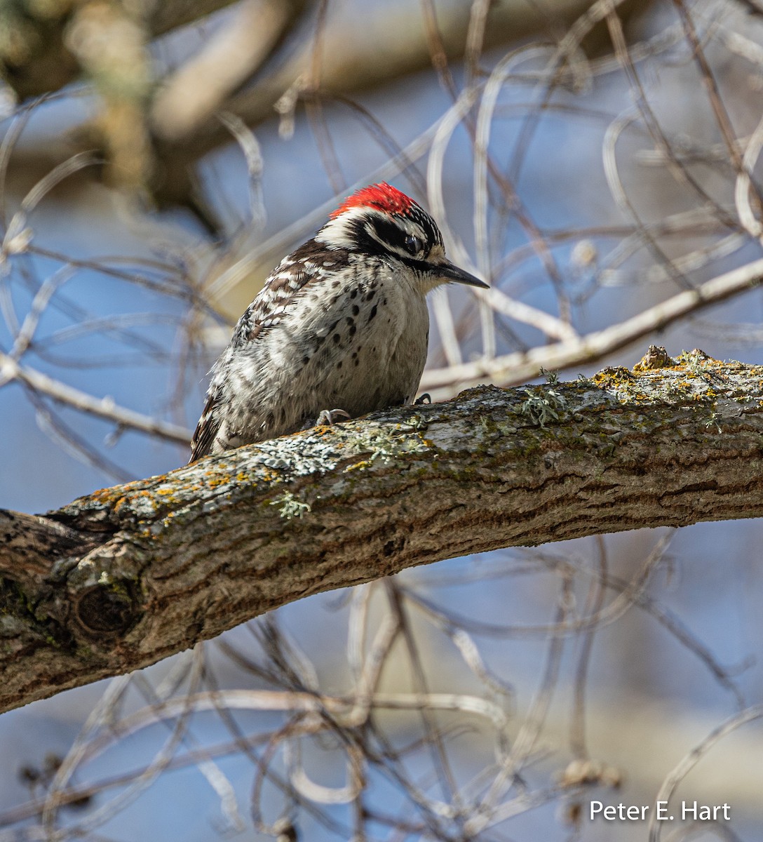 Nuttall's Woodpecker - ML220468661