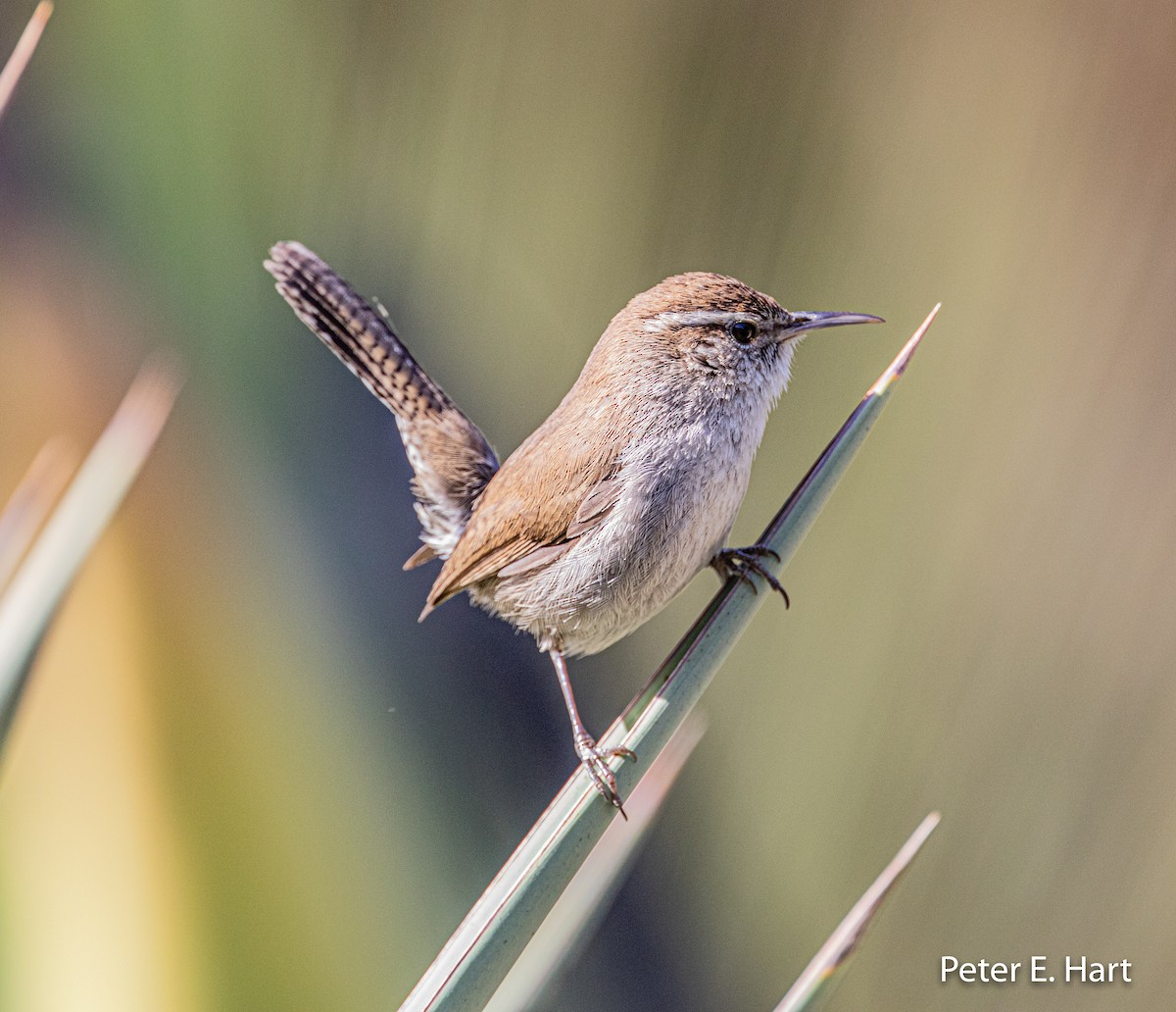 Bewick's Wren - ML220469351