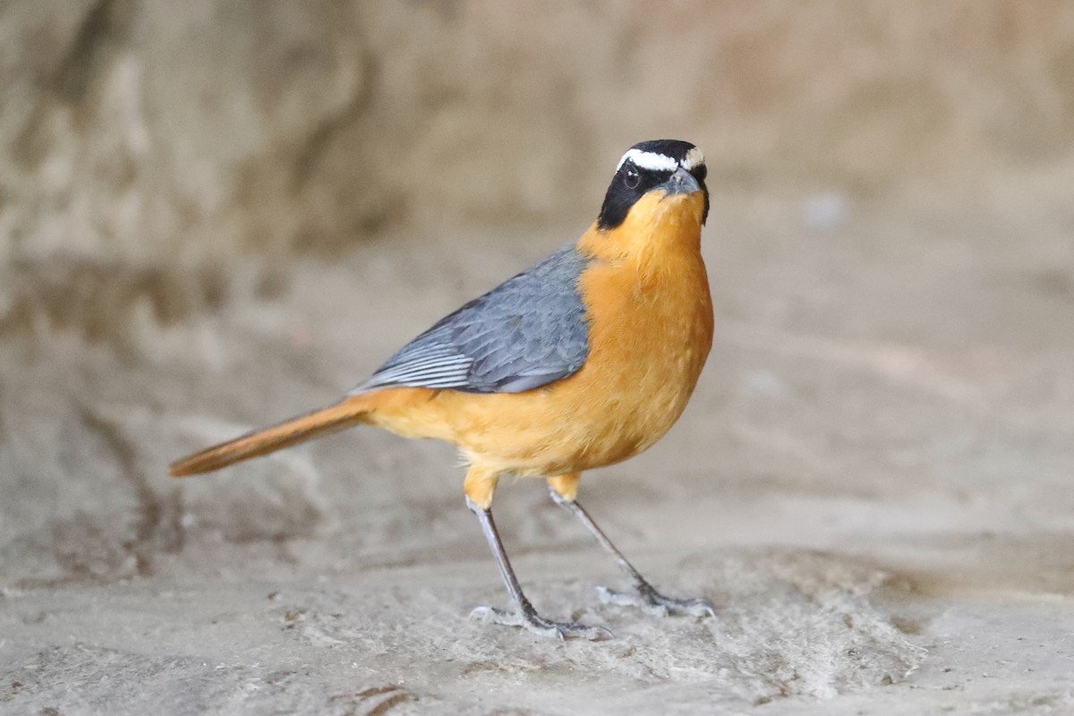White-browed Robin-Chat - Ting-Wei (廷維) HUNG (洪)