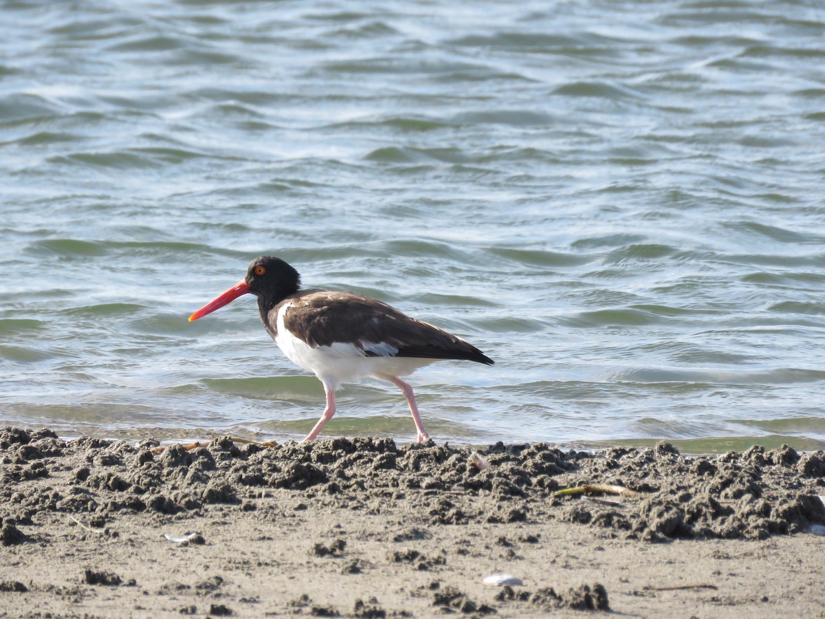 American Oystercatcher - ML220470491