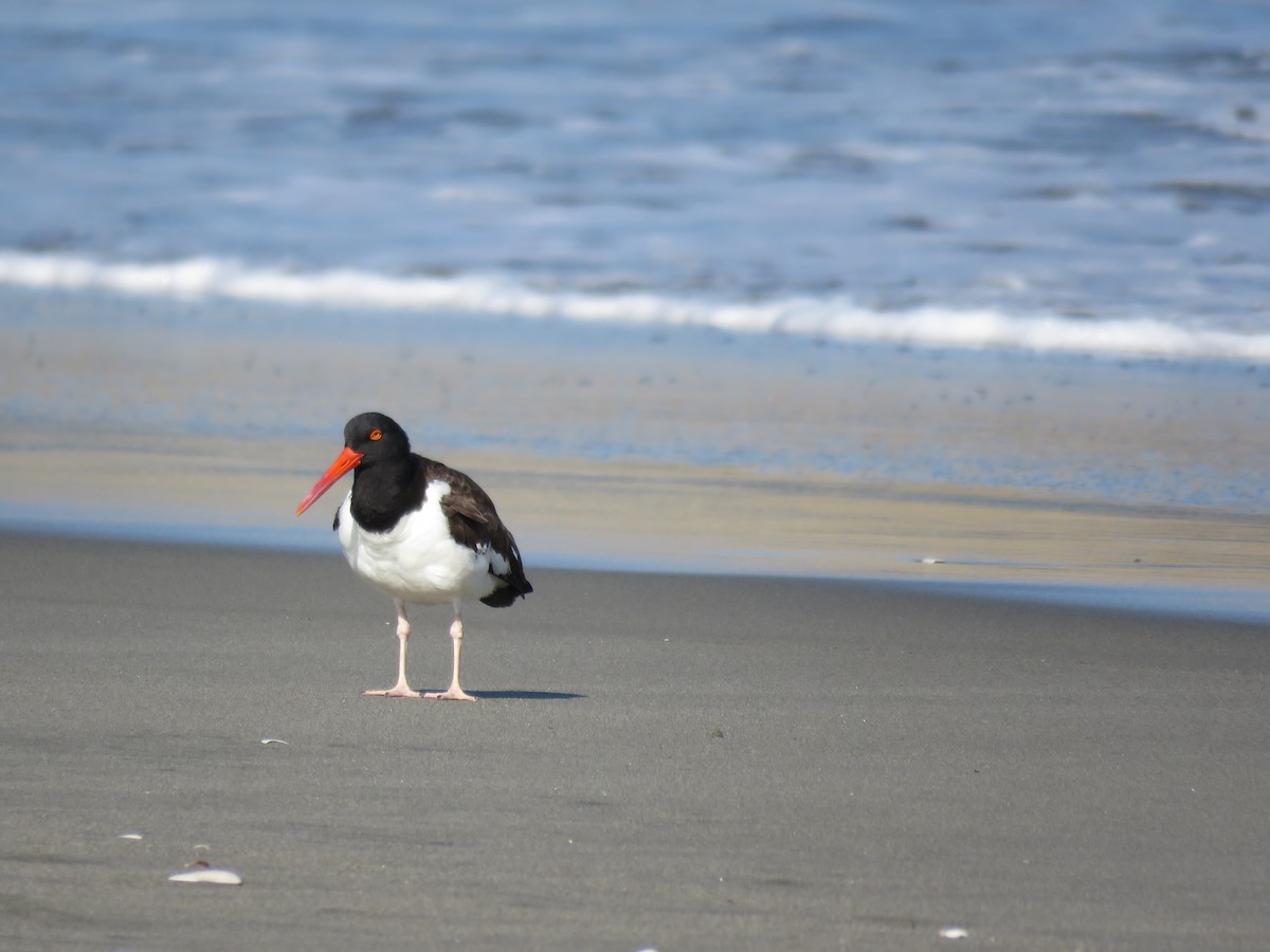 American Oystercatcher - Fernando Angulo - CORBIDI