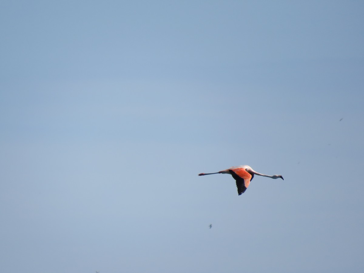 Chilean Flamingo - ML220470881