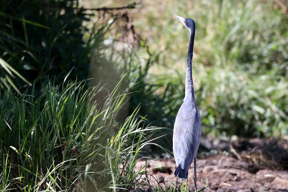 Black-headed Heron - ML220471141