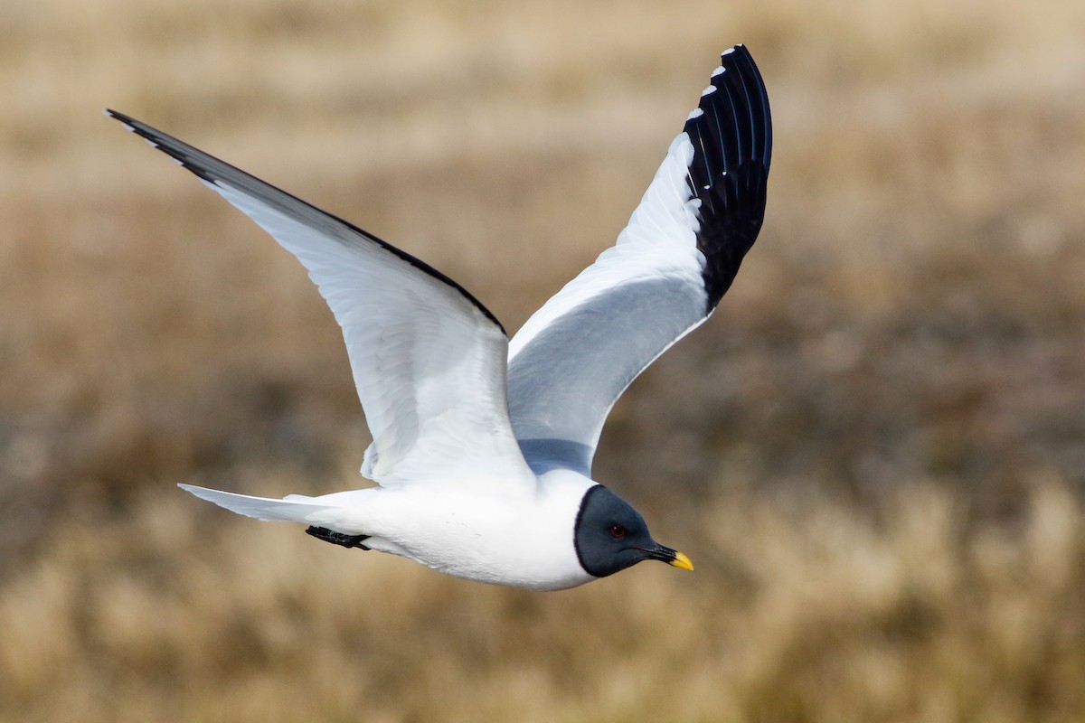 Sabine's Gull - Byron Stone