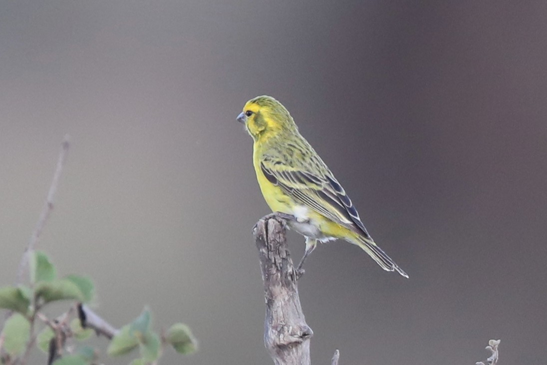 Serin du Mozambique - ML220471471