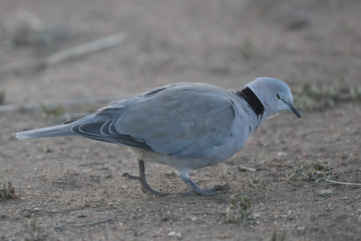 Ring-necked Dove - ML220471501