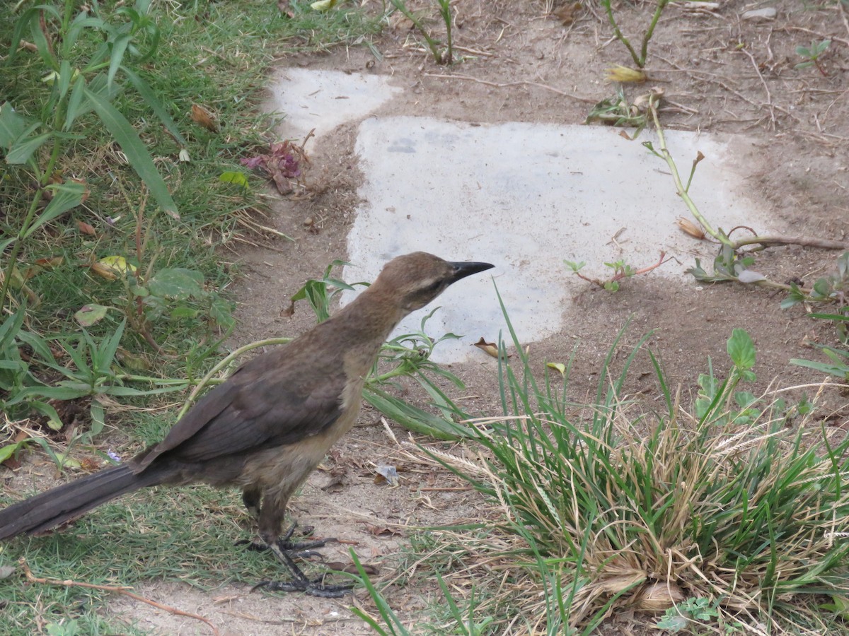 Great-tailed Grackle - ML220472521