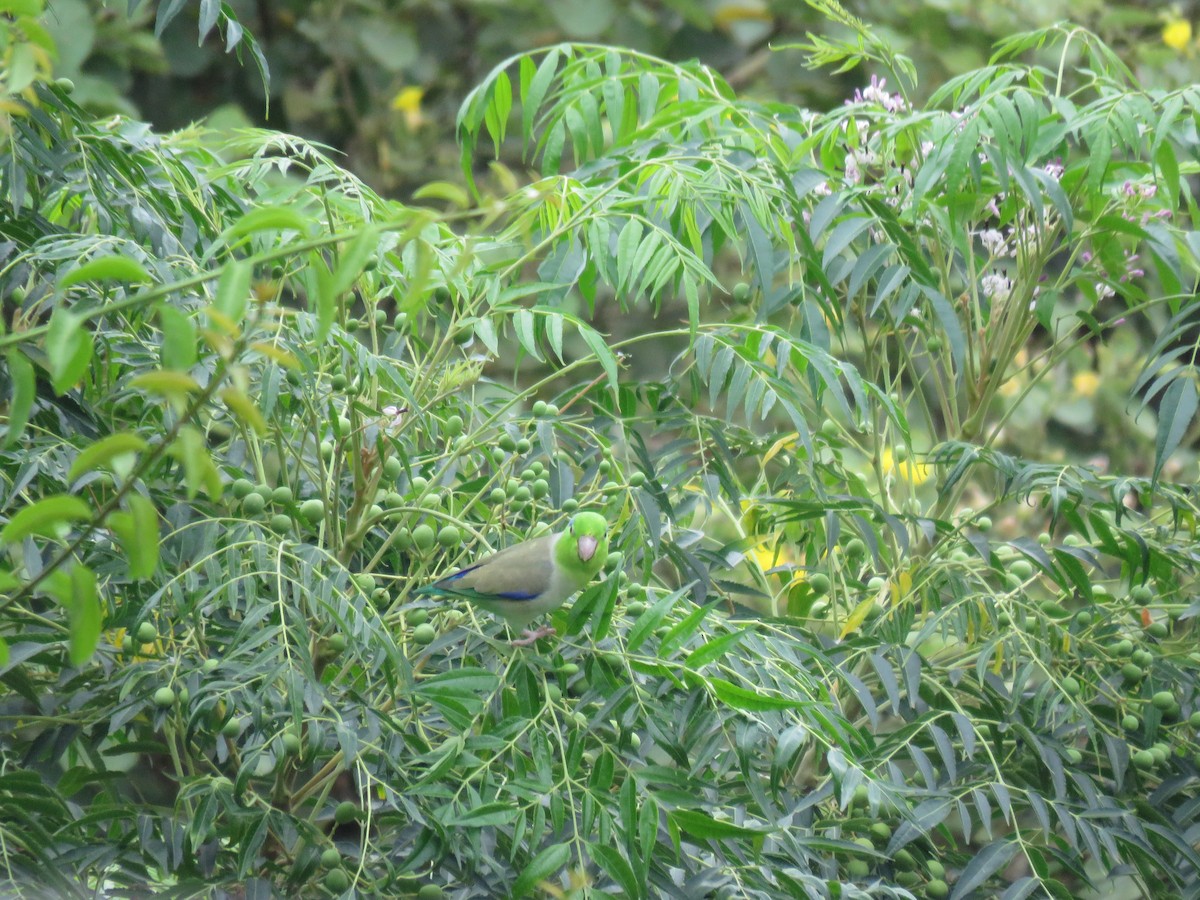 Pacific Parrotlet - ML220472681