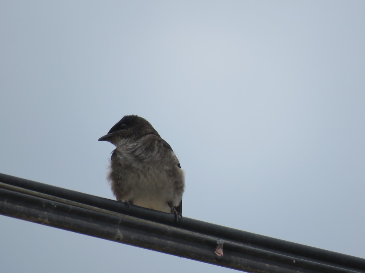 Gray-breasted Martin - ML220472721