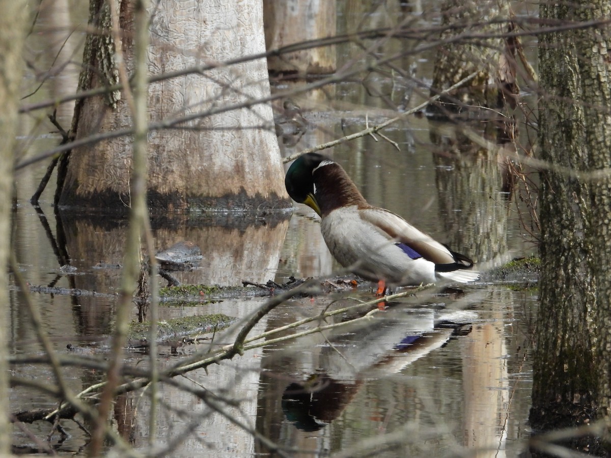 Canard colvert - ML220475991