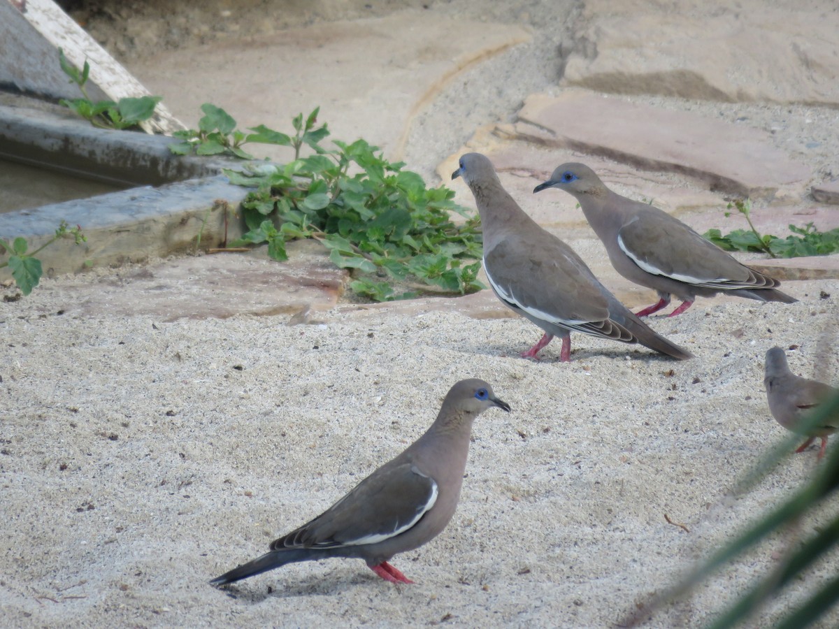 West Peruvian Dove - ML220476491