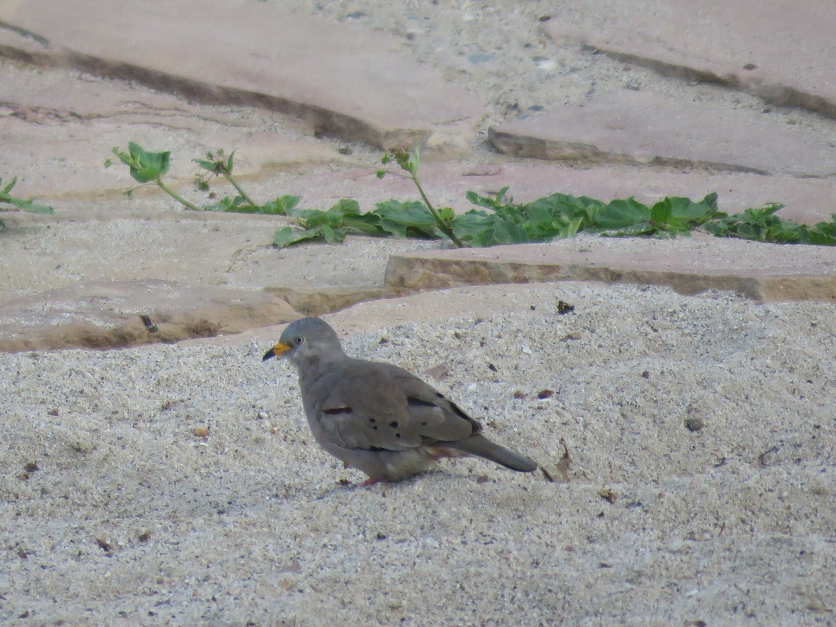 Croaking Ground Dove - ML220476501