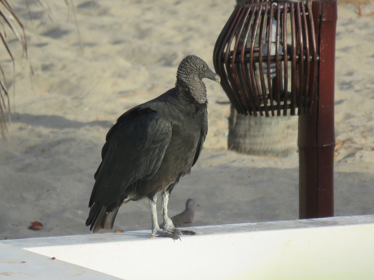 Black Vulture - ML220476571