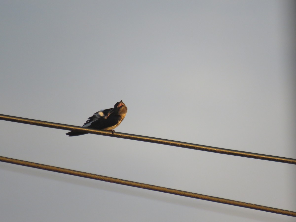 Gray-breasted Martin - ML220476731