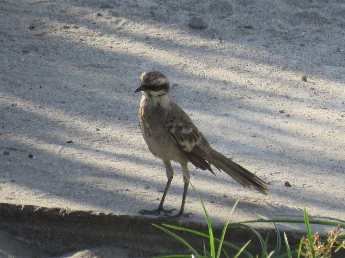 Long-tailed Mockingbird - ML220476751