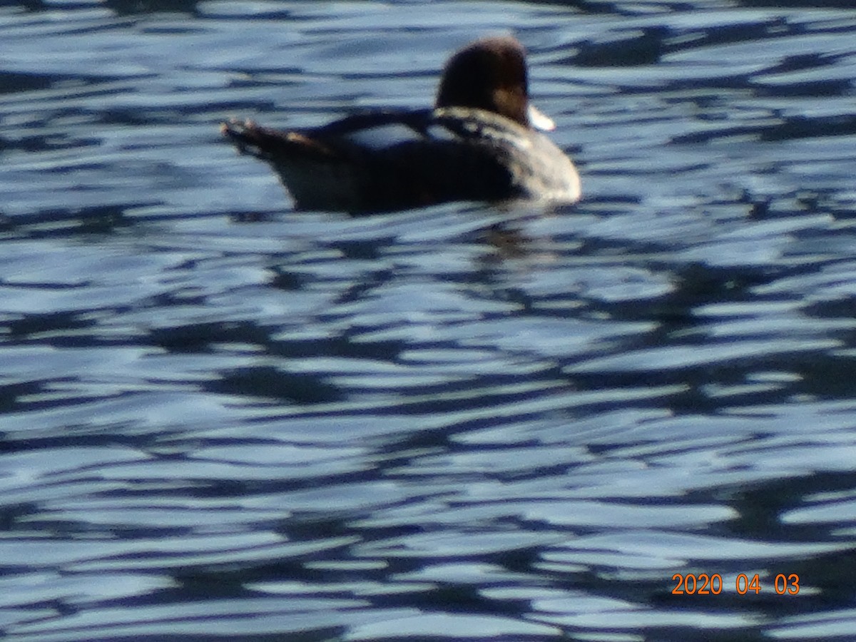 Barrow's Goldeneye - ML220479941