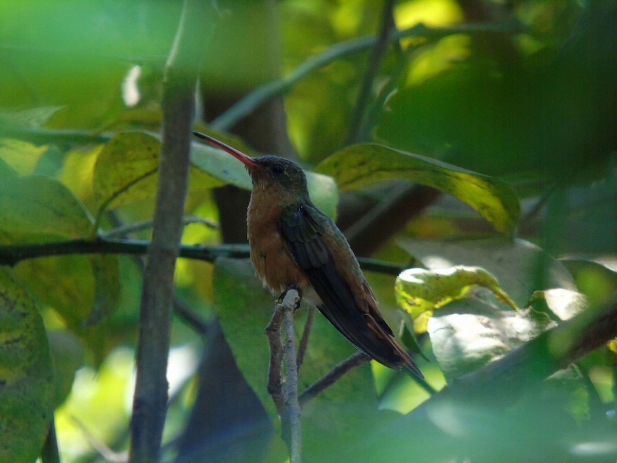 Cinnamon Hummingbird - ML220480911