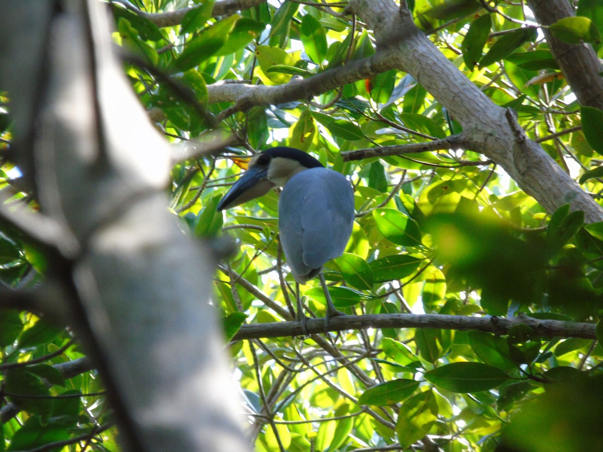 Boat-billed Heron - ML220481351