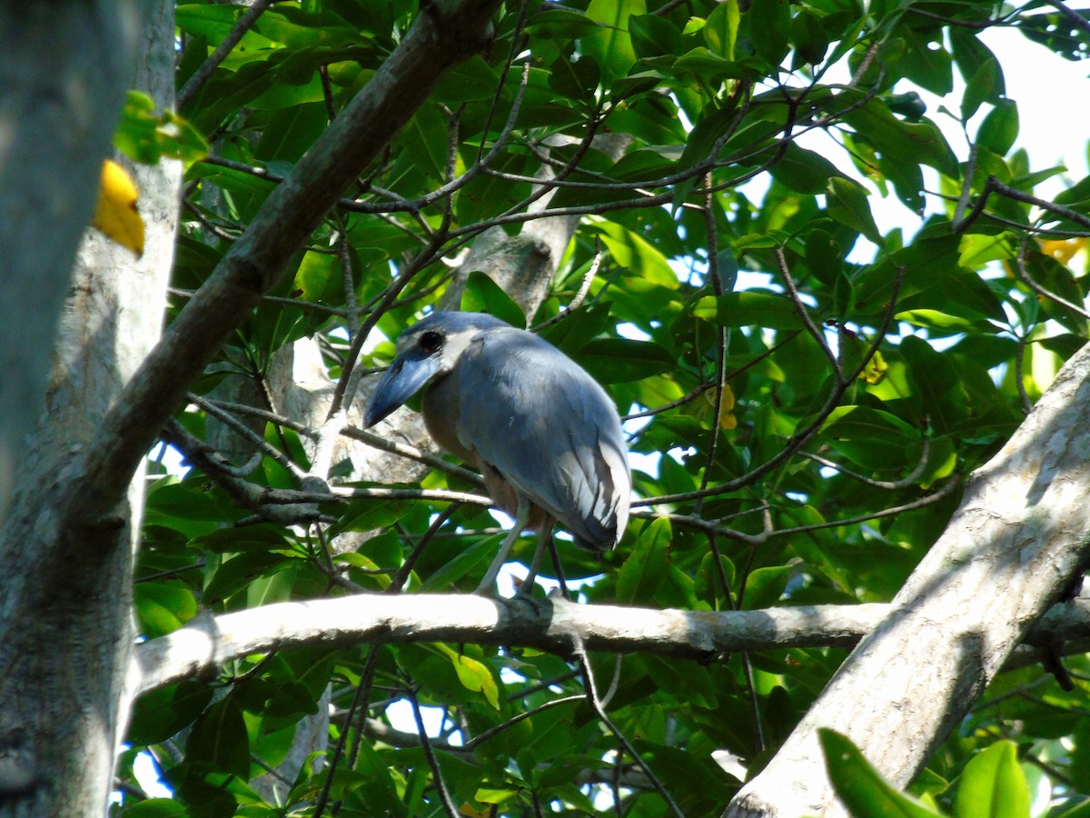 Boat-billed Heron - ML220481401