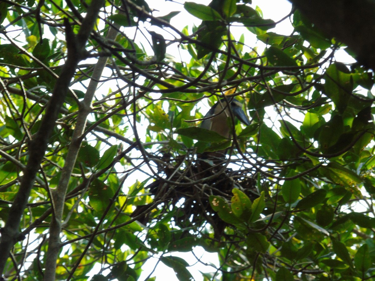 Boat-billed Heron - ML220481421