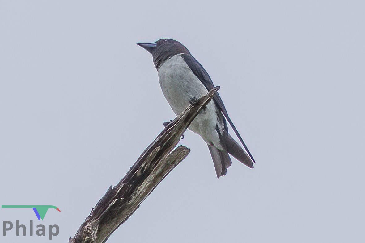 White-breasted Woodswallow - ML220481791