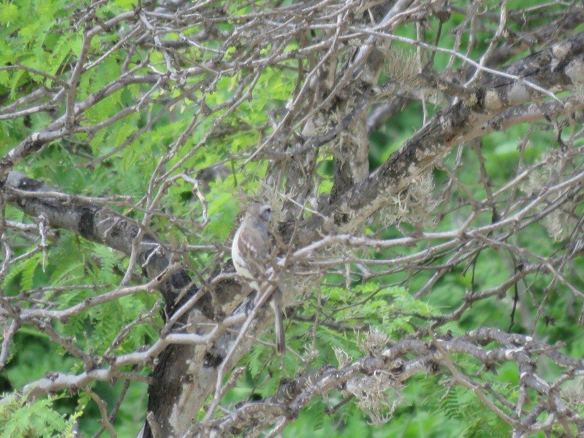 Tumbes Tyrannulet - ML220482881