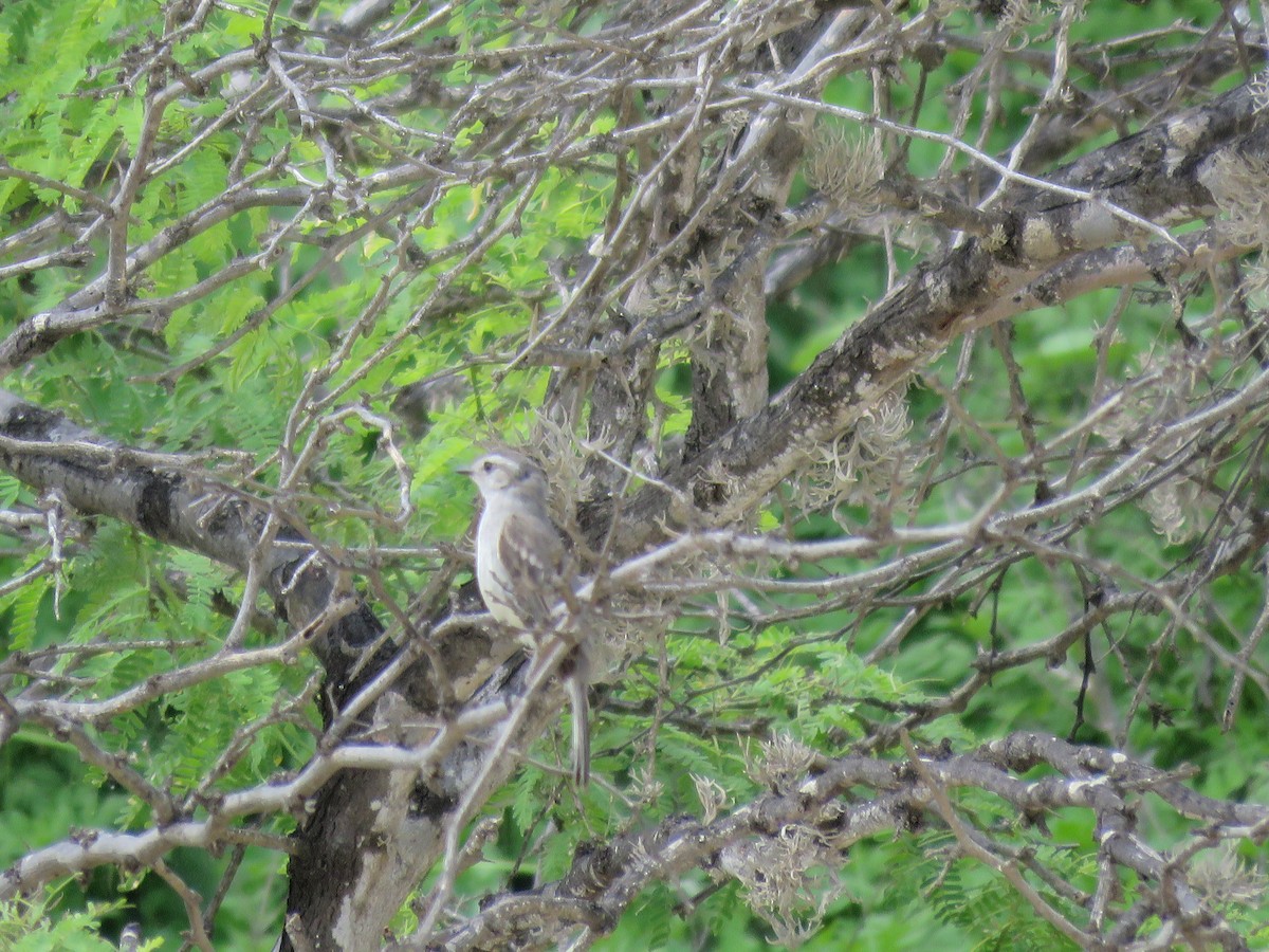 Tumbes Tyrannulet - ML220482891