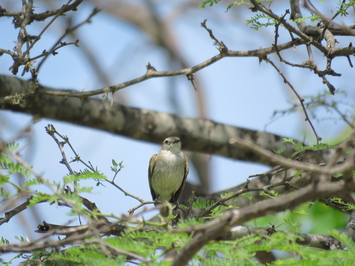 Tumbes Tyrannulet - ML220482921