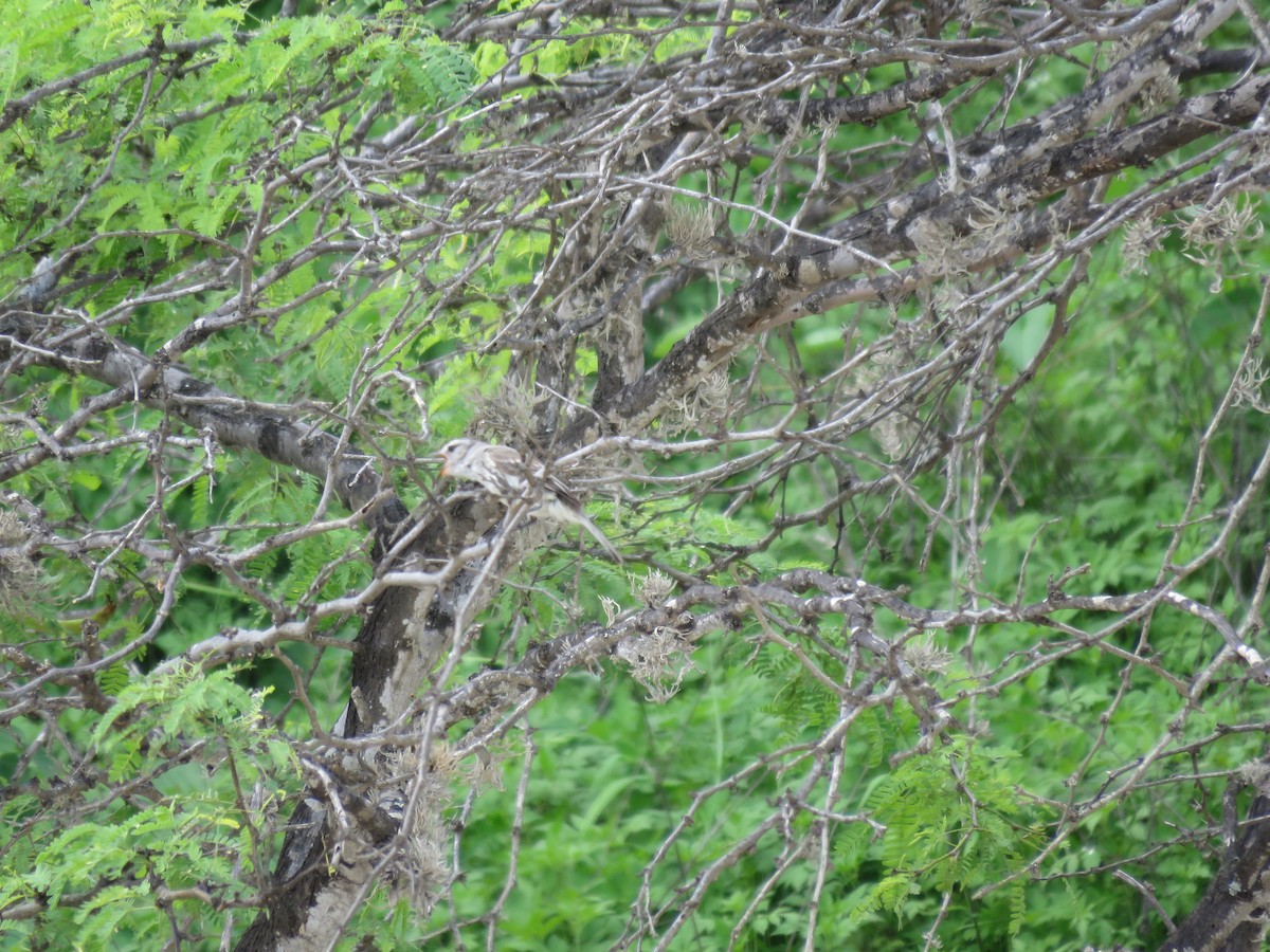 Tumbes Tyrannulet - ML220482931