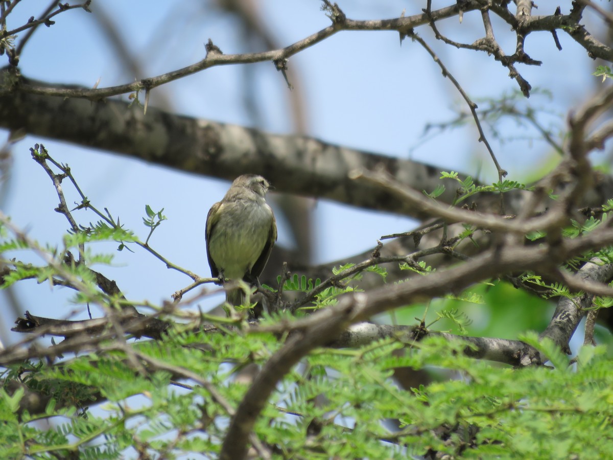 Tumbes Tyrannulet - Fernando Angulo - CORBIDI