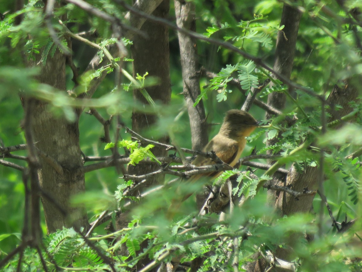 Rufous Flycatcher - ML220482991