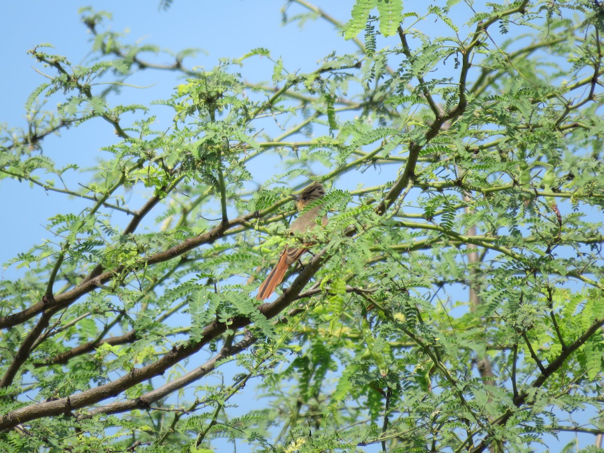 Rufous Flycatcher - ML220483121