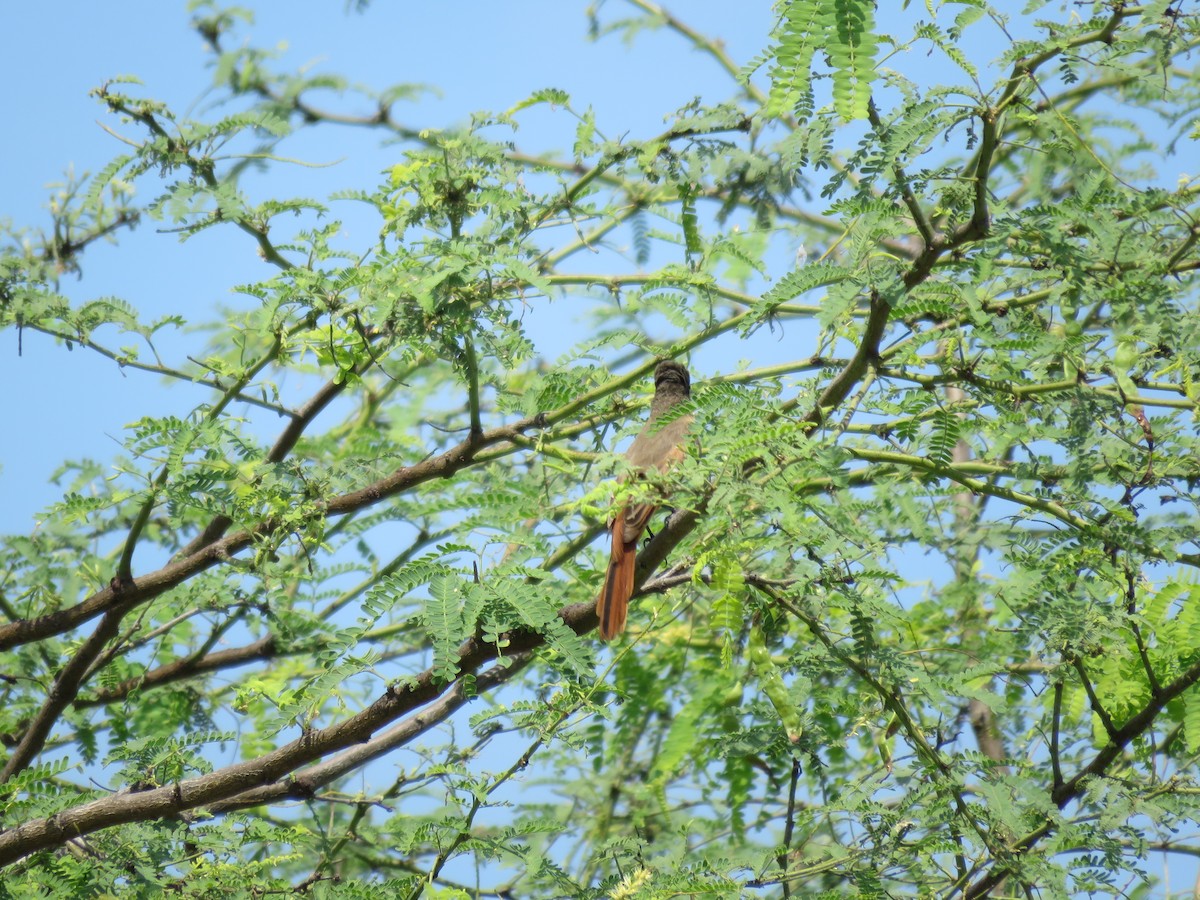 Rufous Flycatcher - ML220483131