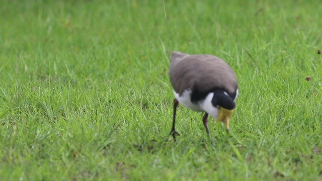 Masked Lapwing (Black-shouldered) - ML220483991