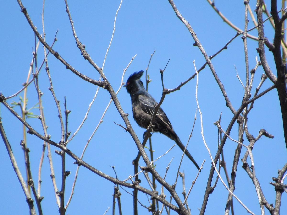 Phainopepla - Karen Ormon