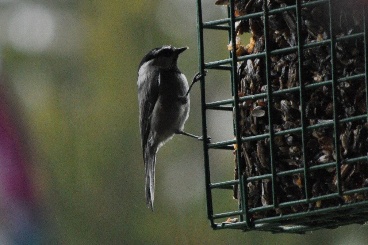 Mountain Chickadee - Jessica Belknap