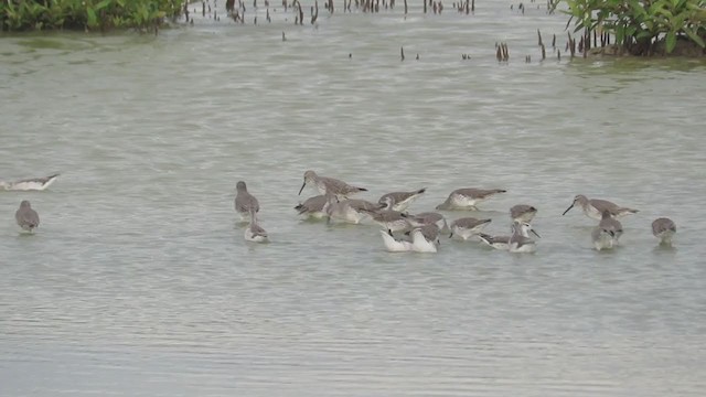 Stilt Sandpiper - ML220487951