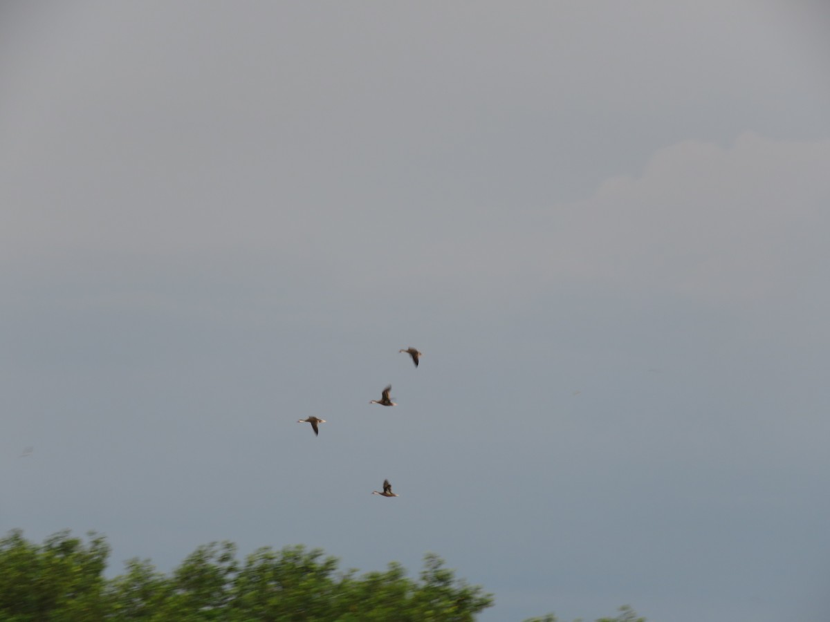 White-cheeked Pintail - ML220488261