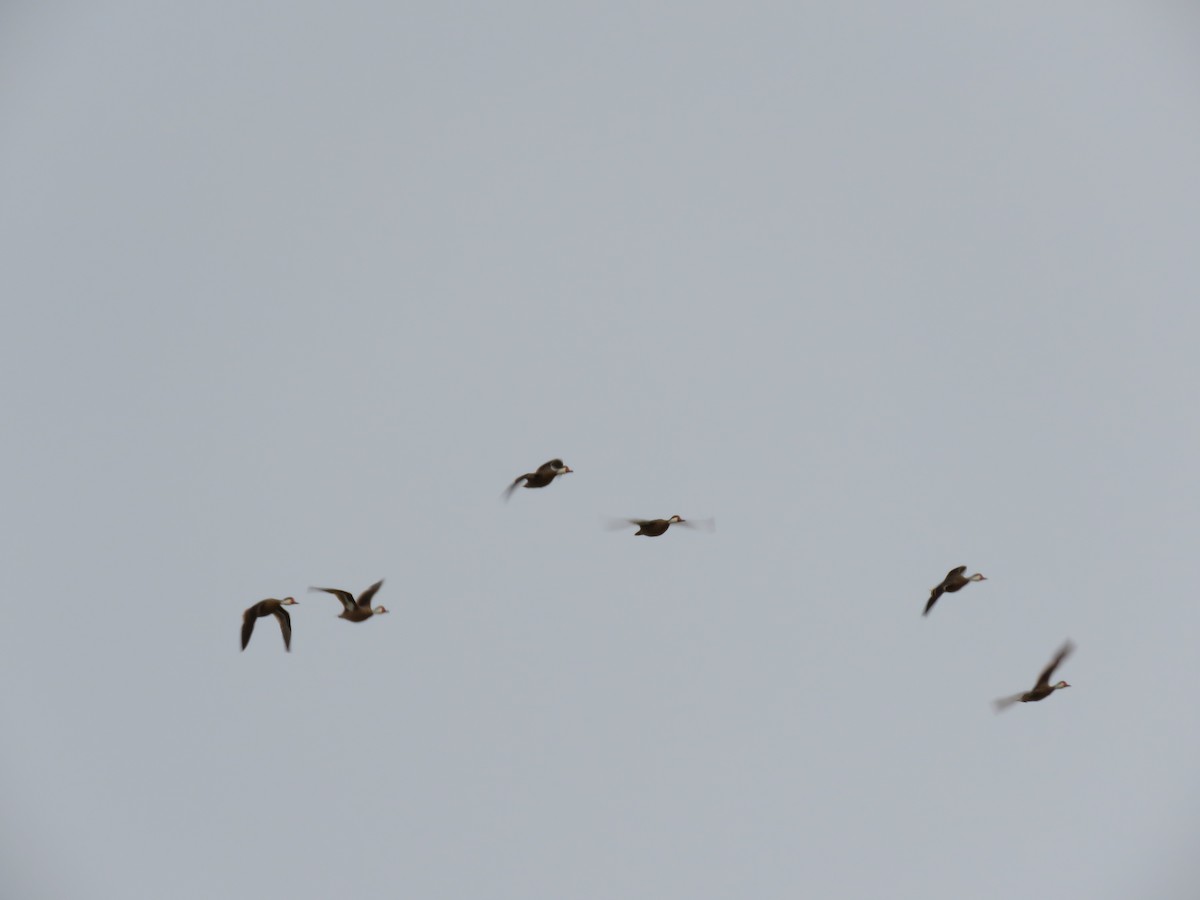 White-cheeked Pintail - ML220488331